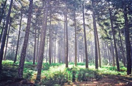 tumblr_lr9q5suC9A1qaqtrho1_1280