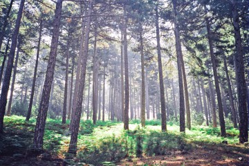 tumblr_lr9q5suC9A1qaqtrho1_1280