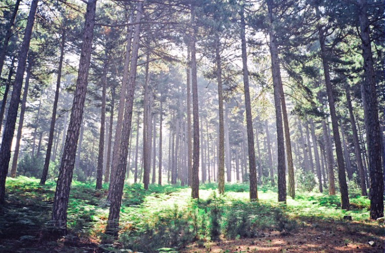 tumblr_lr9q5suC9A1qaqtrho1_1280