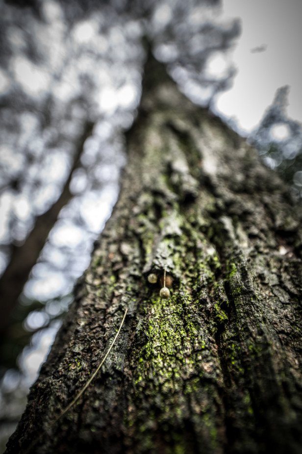 Zen Photo Walk 1000px-9