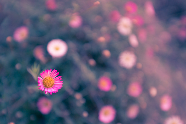 Zen_Craig_Jeffries_02