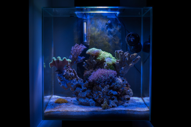 fluval-edge-2-reef-nano