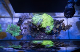 fluval-edge-2-reef-nano-topdoen-lps