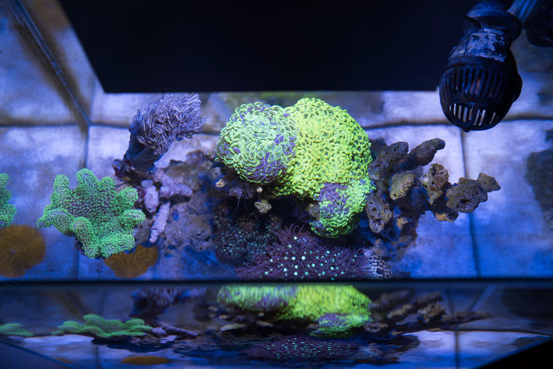 fluval-edge-2-reef-nano-topdoen-lps