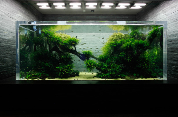 Sumida Aquarium, Sky Tree tower Tokyo Japan