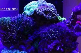 fluvaledge2_video_selectnine_nanoreef