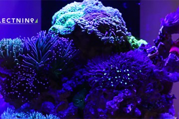 fluvaledge2_video_selectnine_nanoreef