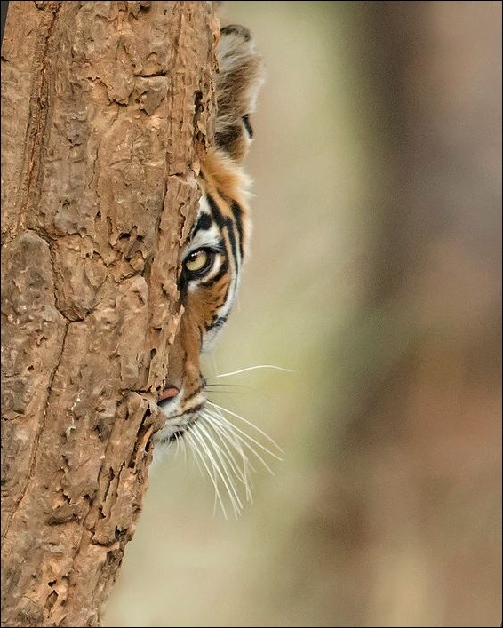 tumblr_plo47lKL5f1rg59vvo1_640