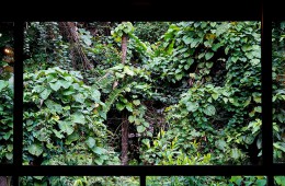 Zen-in-the-Daintree---feature-image