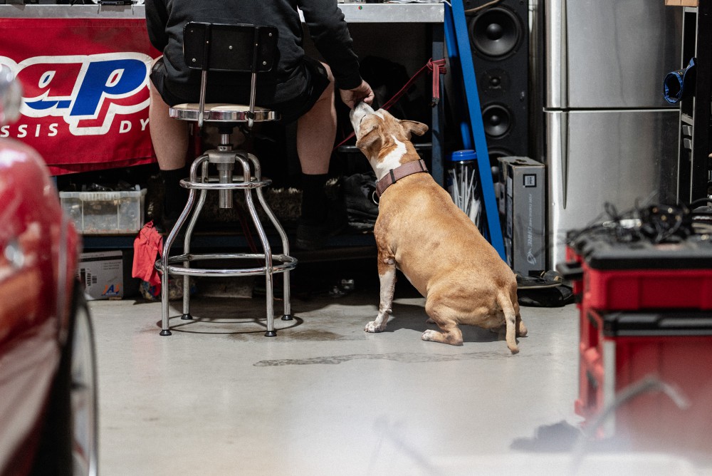 19_tanuki_gtautogarage